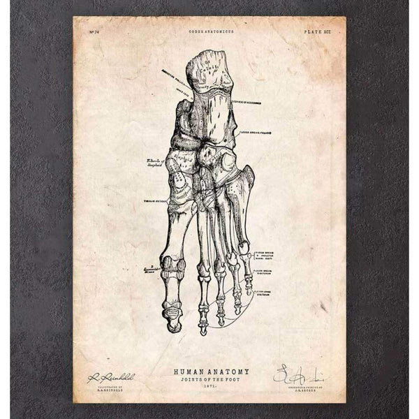 Codex Anatomicus Anatomical Print A5 Size (14.8 x 21 cm) Human Foot Anatomy Print