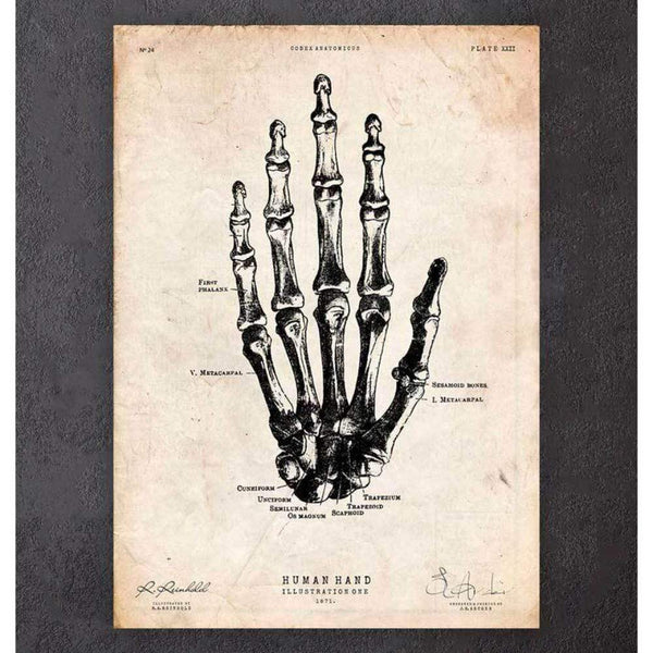Codex Anatomicus Anatomical Print Human Hand Anatomy Print