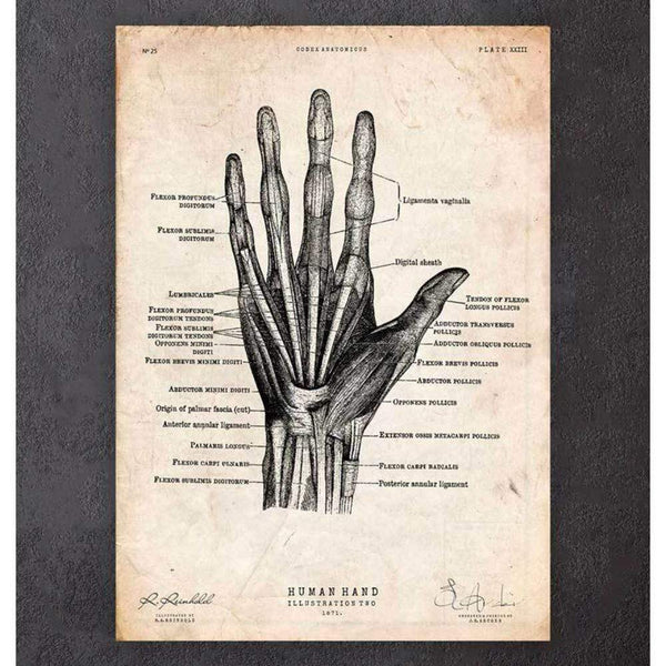 Codex Anatomicus Anatomical Print A5 Size (14.8 x 21 cm) Human Hand Anatomy Print II
