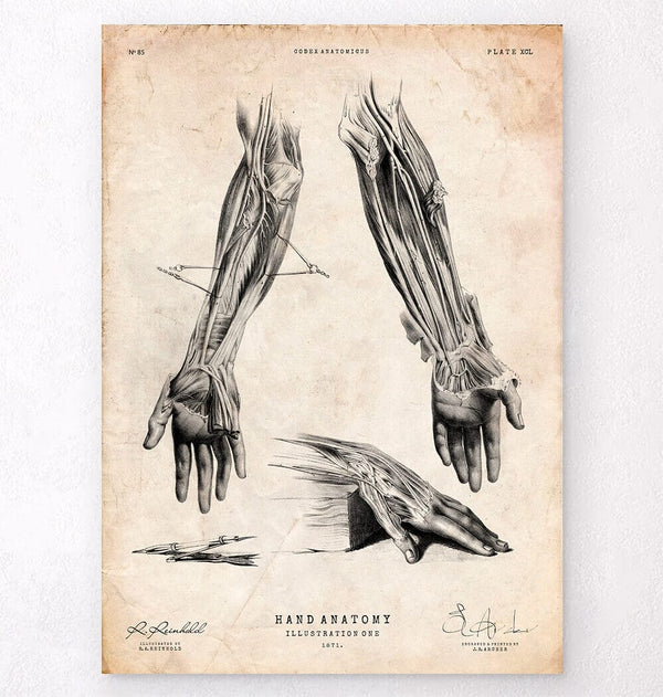 Codex Anatomicus Anatomical Print A5 Size (14.8 x 21 cm) Human Hand Anatomy Print III