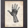 Codex Anatomicus Anatomical Print Human Hand Anatomy Print IV