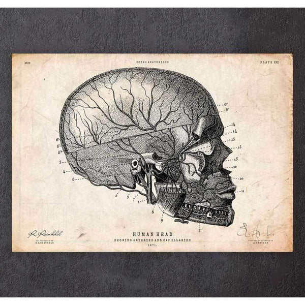 Codex Anatomicus Anatomical Print Human Head Anatomy Print