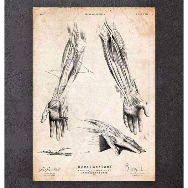 Codex Anatomicus Anatomical Print Human Leg Anatomy Print