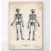 Codex Anatomicus Anatomical Print Human Skeleton Chart