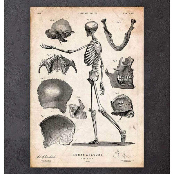 Codex Anatomicus Anatomical Print Human Skeleton Print