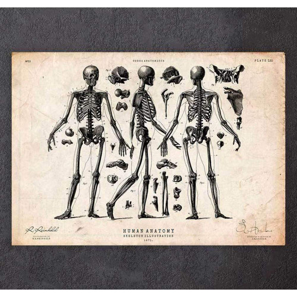 Codex Anatomicus Anatomical Print Human Skeleton Print II