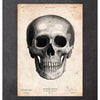 Codex Anatomicus Anatomical Print Human Skull Print