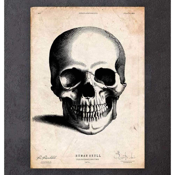Codex Anatomicus Anatomical Print Human Skull Print II