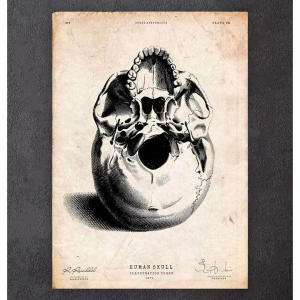 Codex Anatomicus Anatomical Print Human Skull Print III