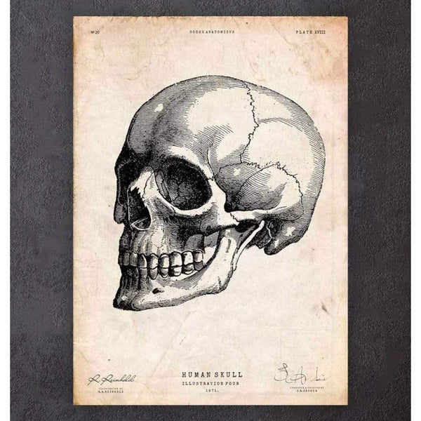 Codex Anatomicus Anatomical Print Human Skull Print IV