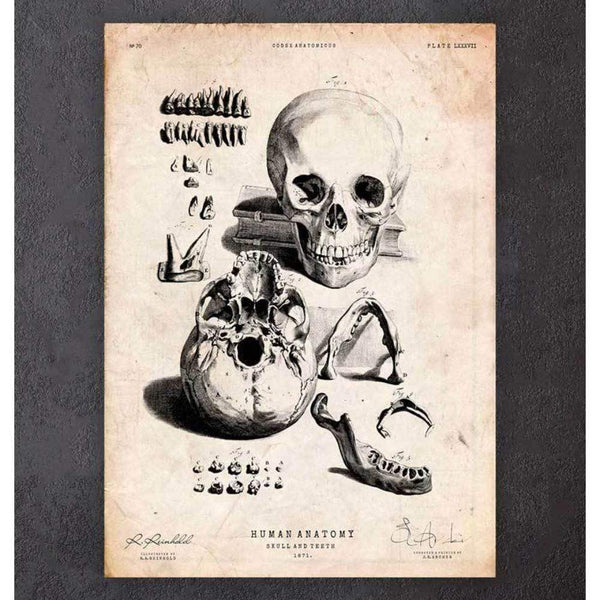 Codex Anatomicus Anatomical Print Human Skull Print Ix