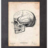 Codex Anatomicus Anatomical Print Human Skull Print Ix
