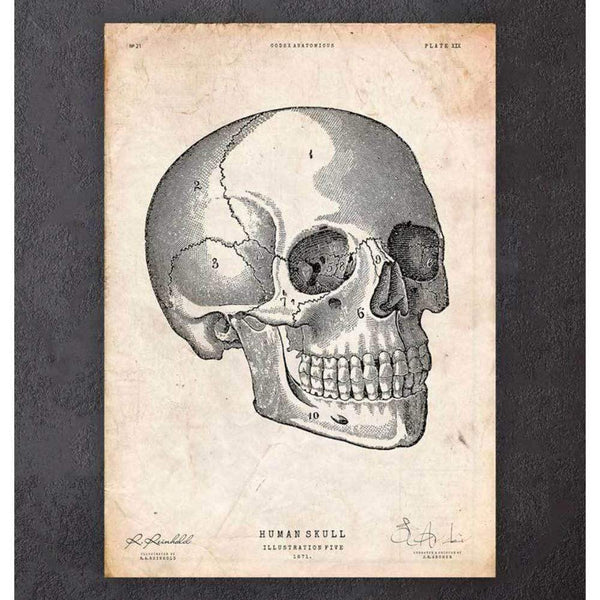 Codex Anatomicus Anatomical Print Human Skull Print V