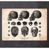 Codex Anatomicus Anatomical Print Human Skull Print VII