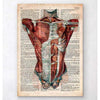 Codex Anatomicus Anatomical Print Human Torso Anatomy Old Dictionary Page