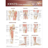 Anatomical Chart Company Anatomical Charts Joints of the Lower Extremities Anatomical Chart