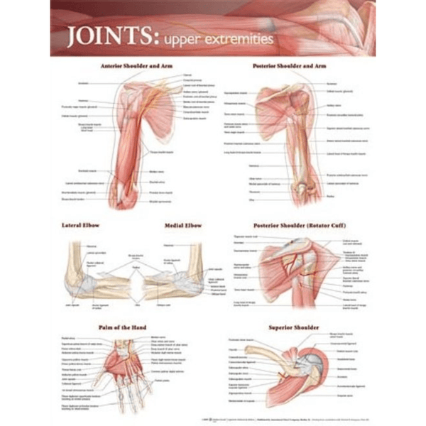 Anatomical Chart Company Anatomical Charts Joints of the Upper Extremities Anatomical Chart