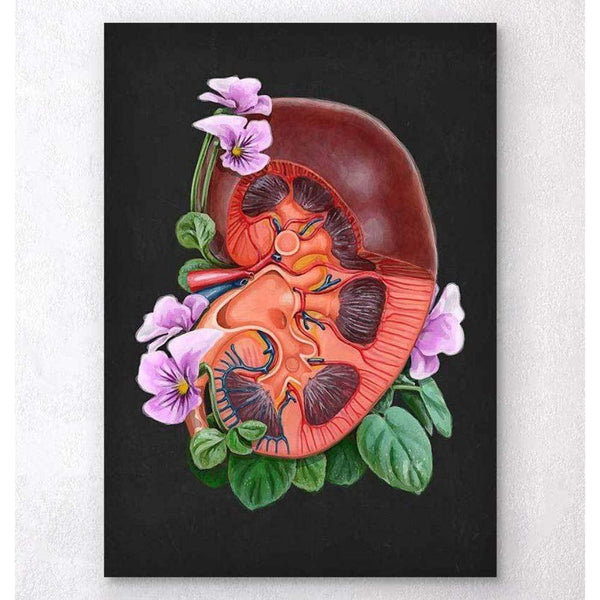 Codex Anatomicus Anatomical Print Kidney Anatomy Floral Black