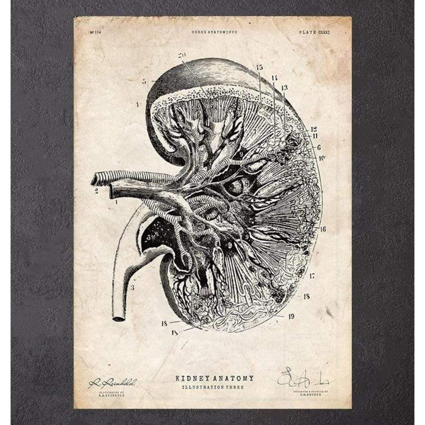 Codex Anatomicus Anatomical Print A5 Size (14.8 x 21 cm) Kidney Anatomy III