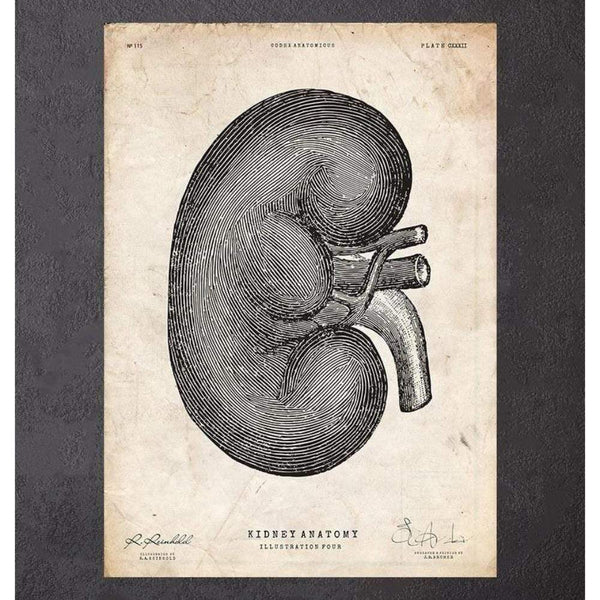 Codex Anatomicus Anatomical Print Kidney Anatomy IV