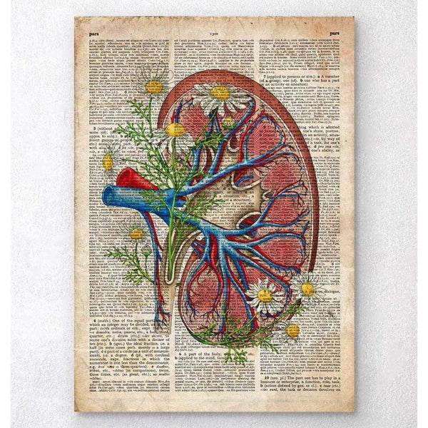 Codex Anatomicus Anatomical Print Kidney With Flowers Old Dictionary Page
