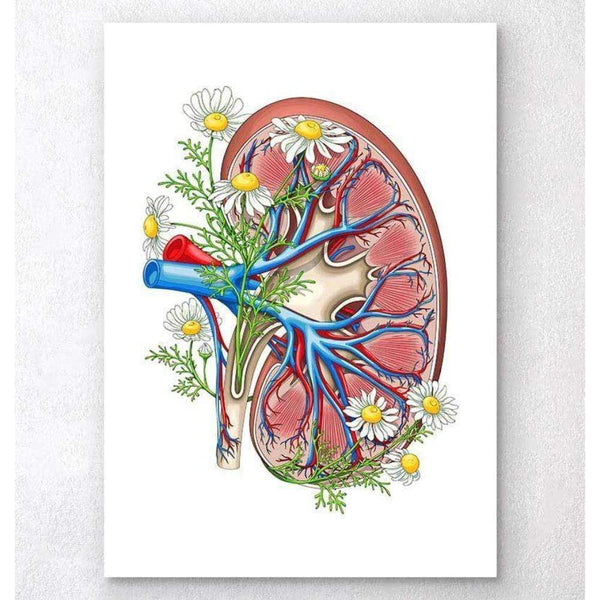 Codex Anatomicus Anatomical Print Kidney With Flowers White