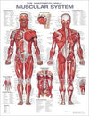Male Muscular System Anatomical Chart Laminated