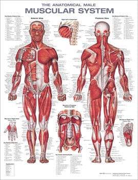 Anatomical Chart Company Anatomical Charts Laminated Anatomical chart - Male Muscular System