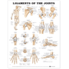 Ligaments of the Joints Anatomical Chart