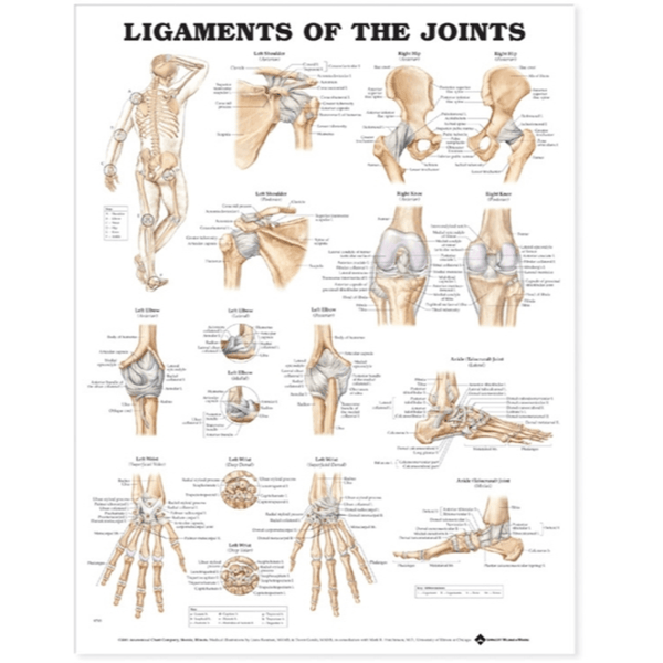 Anatomical Chart Company Anatomical Charts Ligaments of the Joints Anatomical Chart