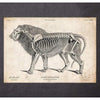 Codex Anatomicus Anatomical Print Lion Anatomy