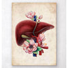 Liver Anatomy Floral Old Paper