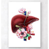 Liver Anatomy Floral White