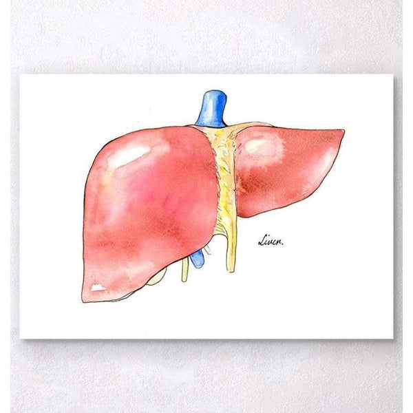 Codex Anatomicus Anatomical Print Liver Anatomy Watercolor