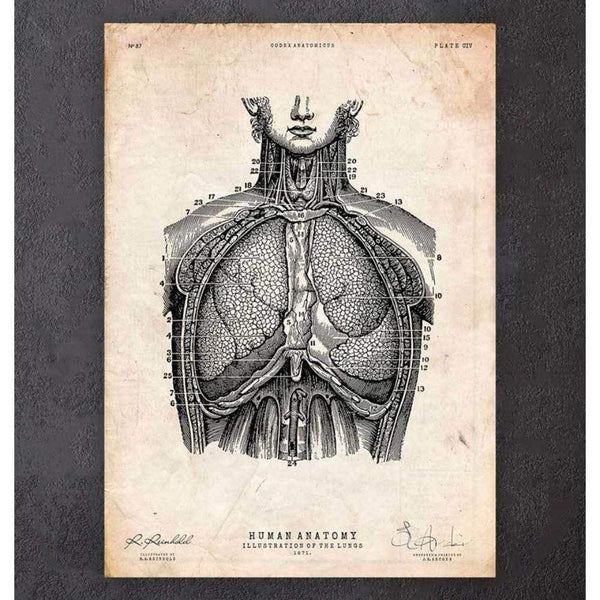 Codex Anatomicus Anatomical Print Lung Anatomy Print