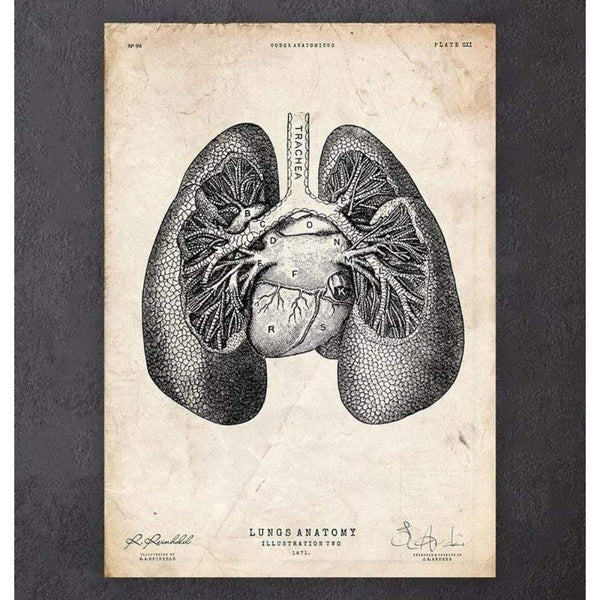 Codex Anatomicus Anatomical Print Lung Anatomy Print II