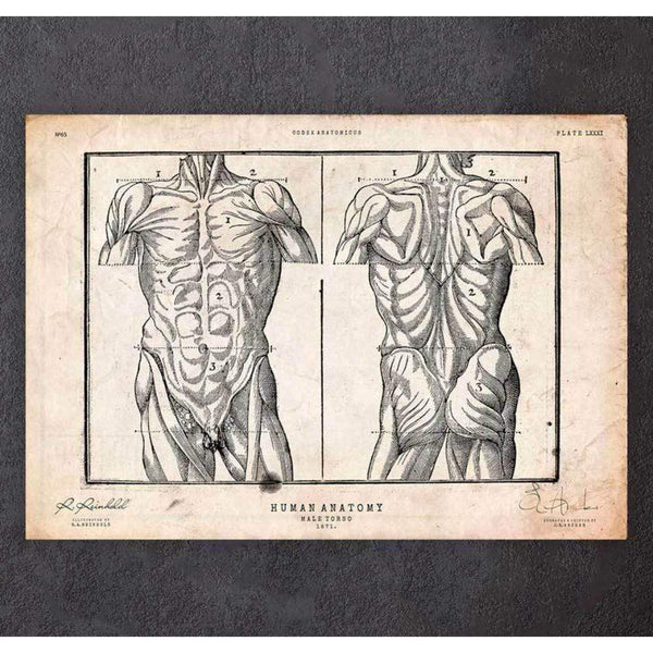 Codex Anatomicus Anatomical Print Male Torso Anatomy Print