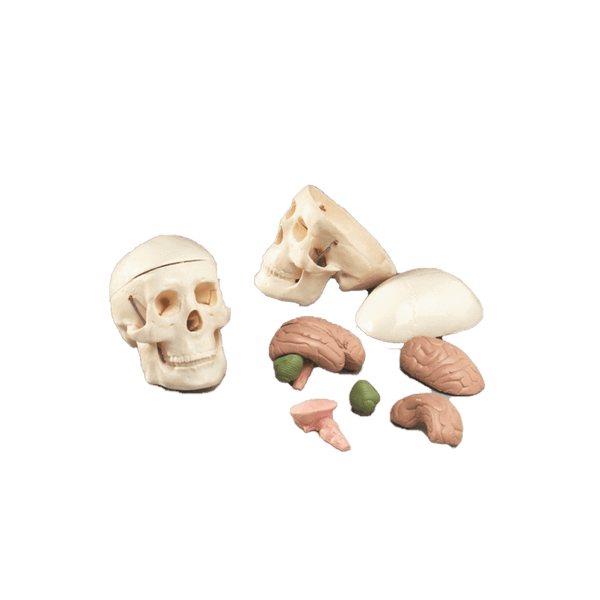 Anatomical Chart Company Anatomical Model Miniature Skull with 8 Part Brain