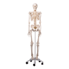 Mr. Flexible Skeleton