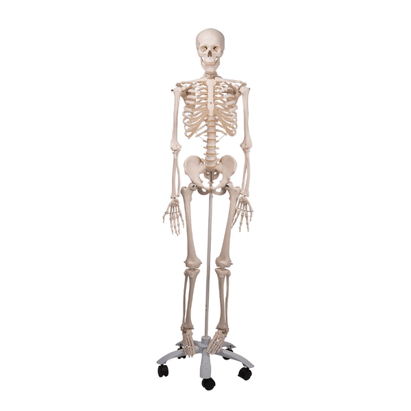 3B Scientific Anatomical Model Mr. Plain Skeleton