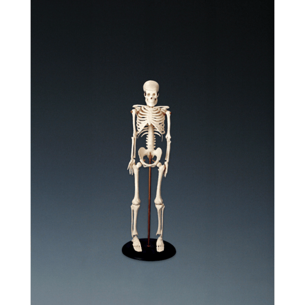 Anatomical Chart Company Anatomical Model My First Skeleton (Tiny Tim)