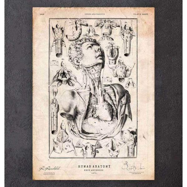 Codex Anatomicus Anatomical Print Neck Anatomy Print