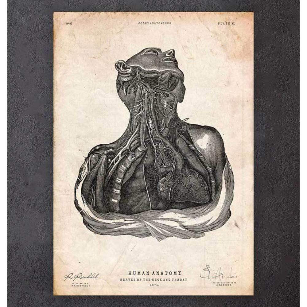 Neck And Throat Anatomy Print — Medshop Australia