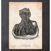 Codex Anatomicus Anatomical Print Neck And Throat Anatomy Print