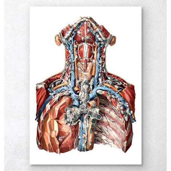 Codex Anatomicus Anatomical Print Neck Arteries And Lymphatic System Anatomy Art