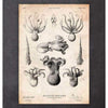 Codex Anatomicus Anatomical Print Octopus Anatomy Print