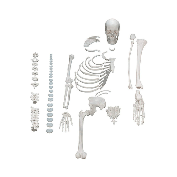 Anatomical Chart Company Anatomical Model One Half Disarticulated Budget Skeleton with Skull