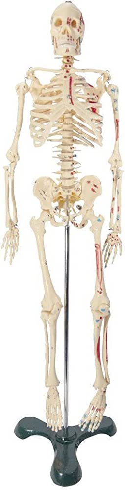 Anatomical Chart Company Anatomical Model Painted Big Tim Skeleton