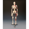 Anatomical Chart Company Anatomical Model Painted Big Tim Skeleton