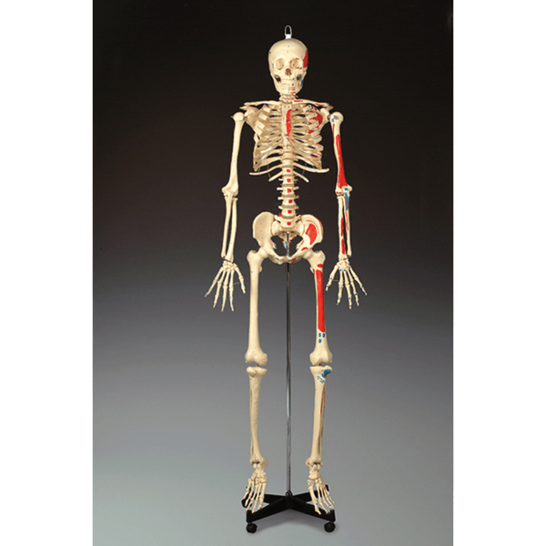 Anatomical Chart Company Anatomical Model Painted Budget Bucky Skeleton